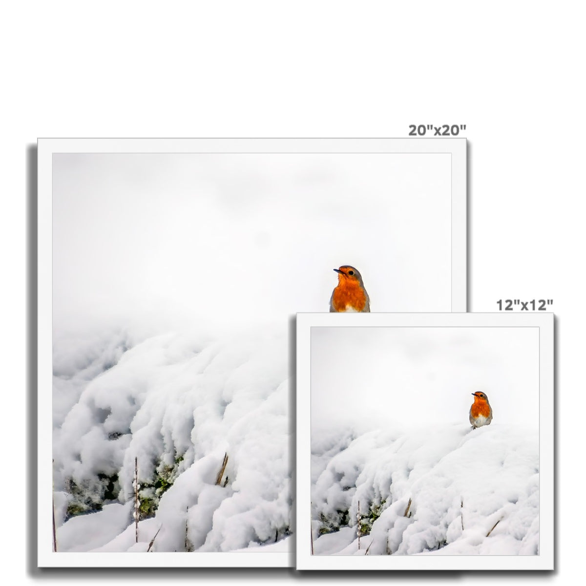 Robin in Winter Budget Framed Poster