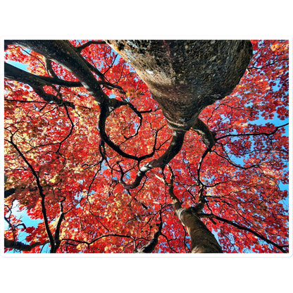 Autumn Blaze: Japanese Maple in Full Glory Sticker