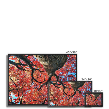 Autumn Blaze: Japanese Maple in Full Glory Framed Canvas