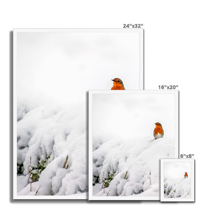 Robin in Winter Budget Framed Poster