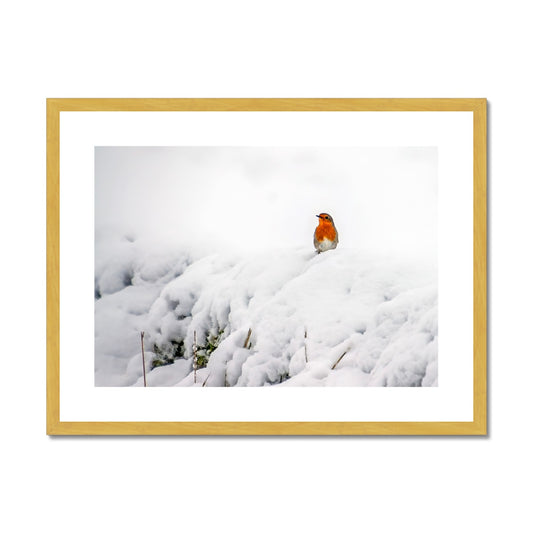 Robin in Winter Antique Framed & Mounted Print