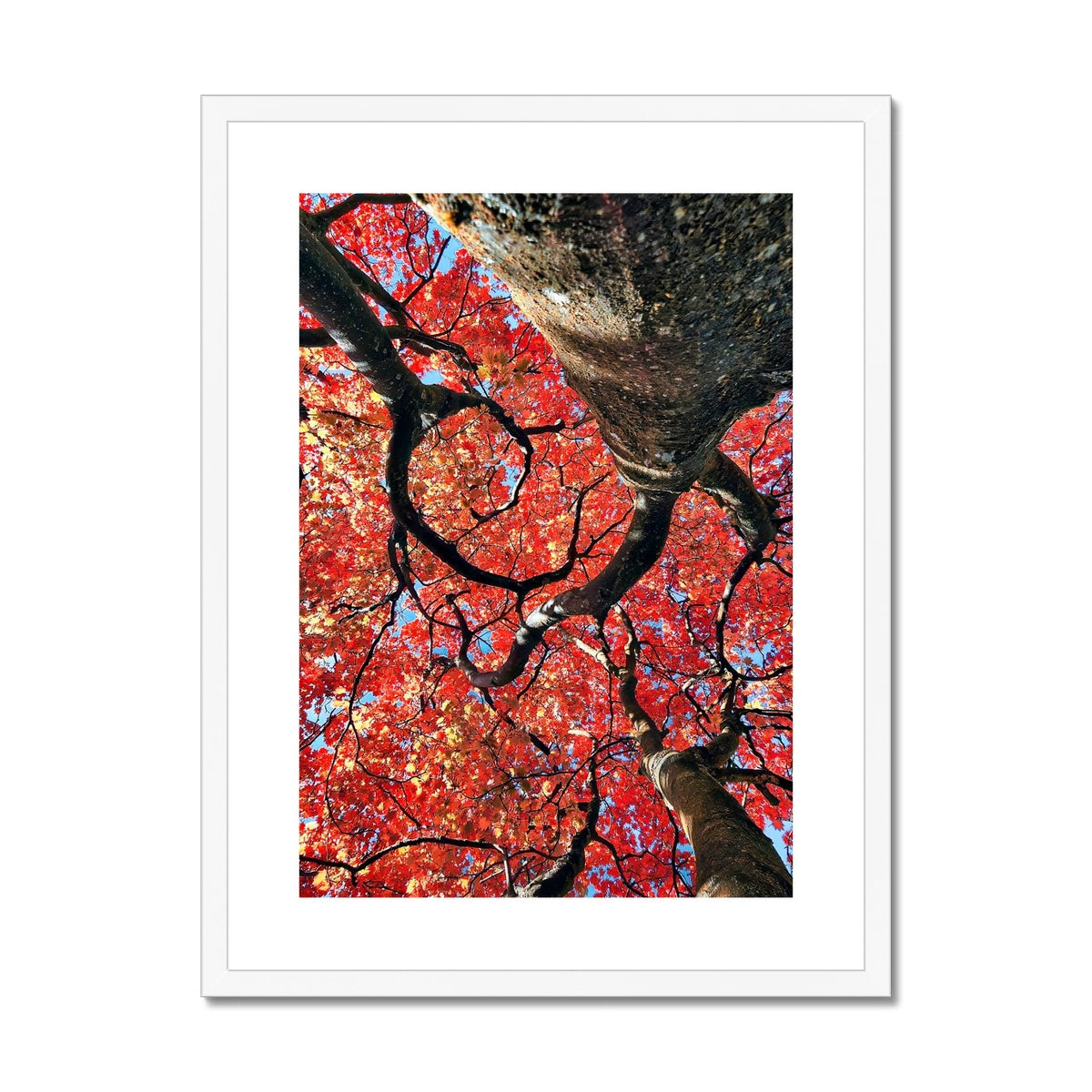 Autumn Blaze: Japanese Maple in Full Glory Framed & Mounted Print