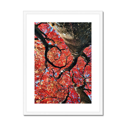 Autumn Blaze: Japanese Maple in Full Glory Framed & Mounted Print