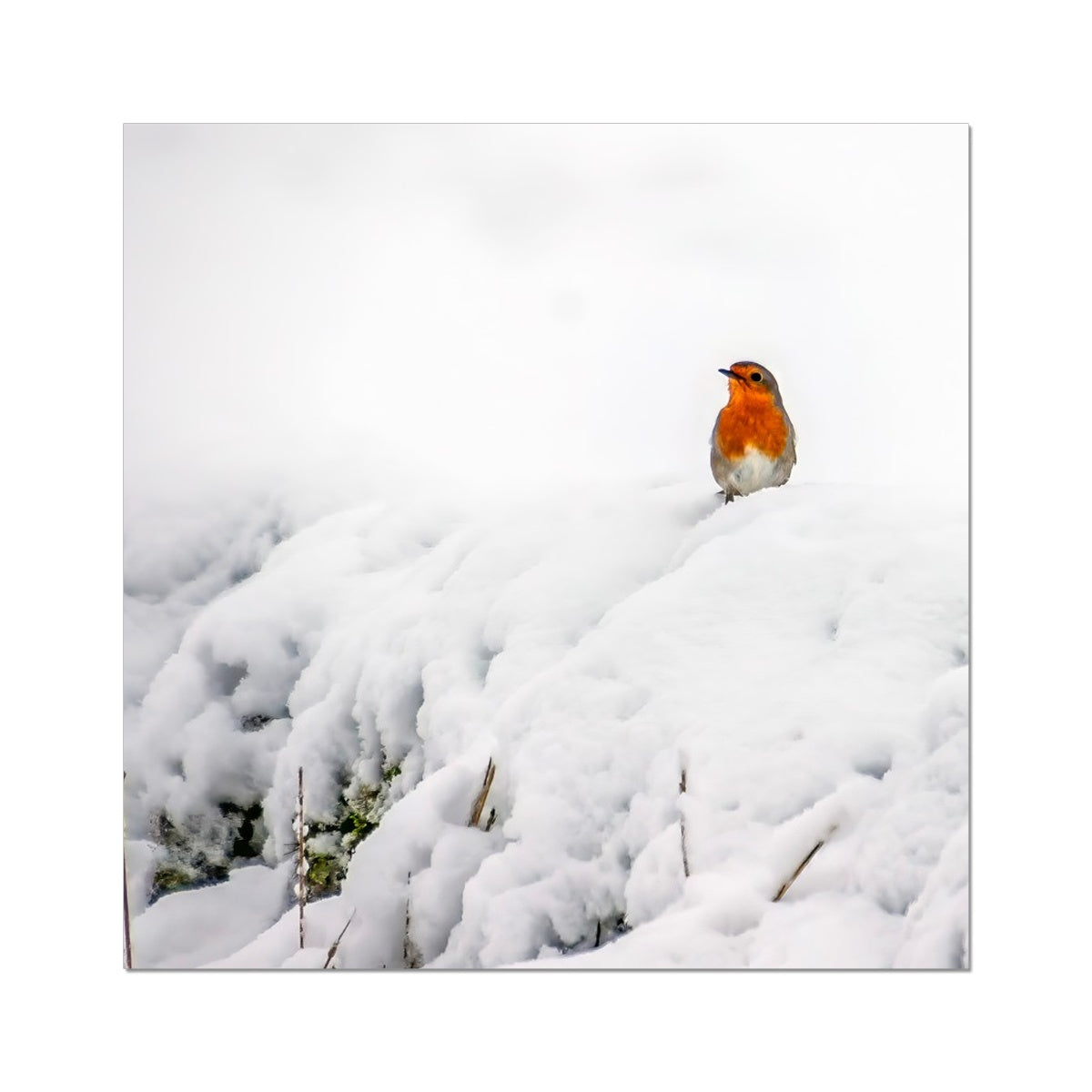 Robin in Winter Hahnemühle Photo Rag Print