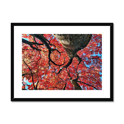 Autumn Blaze: Japanese Maple in Full Glory Framed & Mounted Print