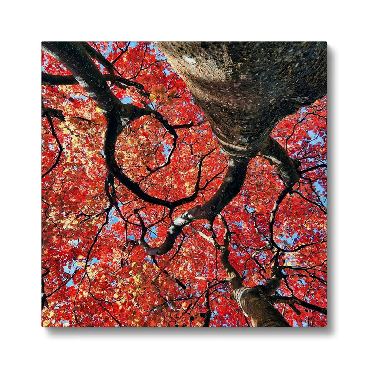 Autumn Blaze: Japanese Maple in Full Glory Eco Canvas