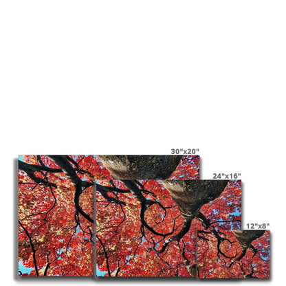 Autumn Blaze: Japanese Maple in Full Glory Eco Canvas