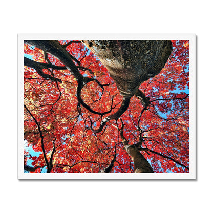 Autumn Blaze: Japanese Maple in Full Glory Budget Framed Poster