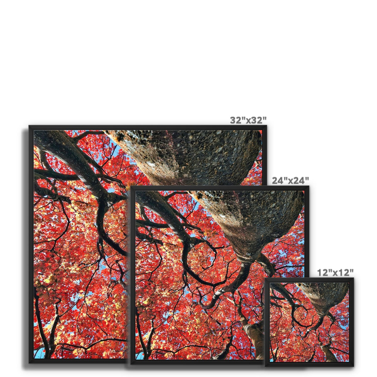 Autumn Blaze: Japanese Maple in Full Glory Framed Canvas