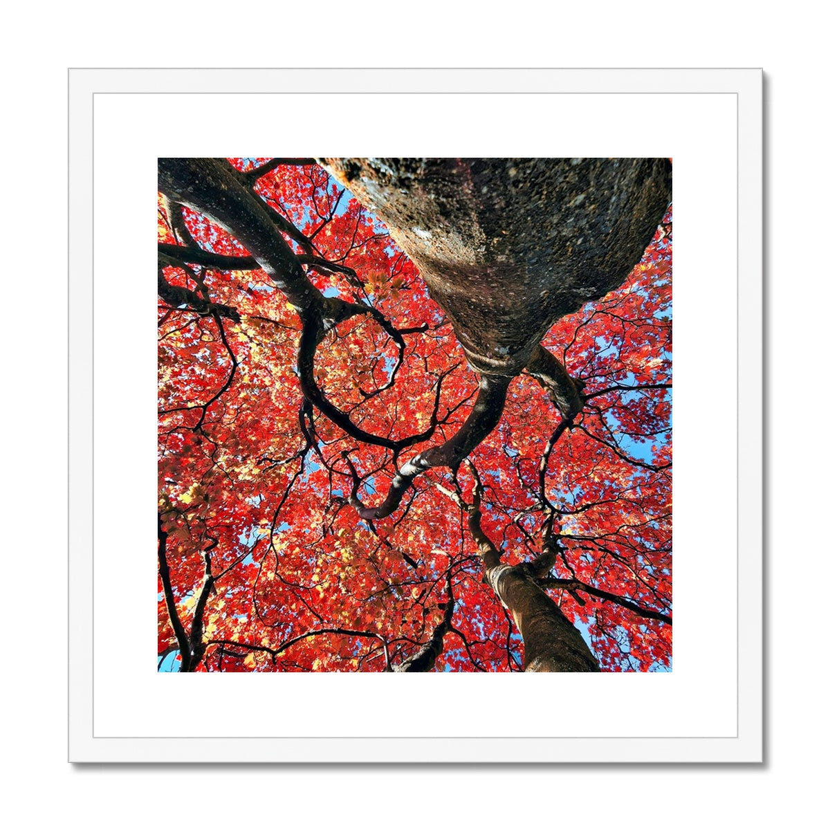 Autumn Blaze: Japanese Maple in Full Glory Framed & Mounted Print