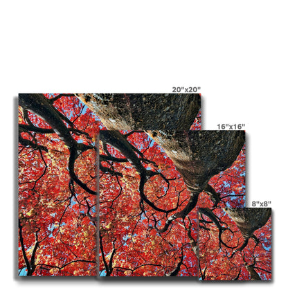 Autumn Blaze: Japanese Maple in Full Glory Eco Canvas