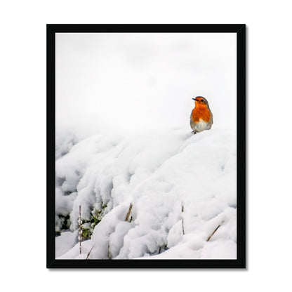 Robin in Winter Budget Framed Poster