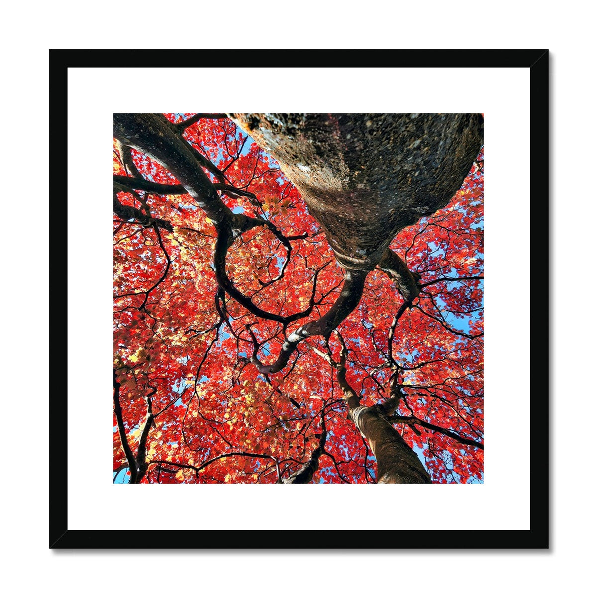 Autumn Blaze: Japanese Maple in Full Glory Framed & Mounted Print