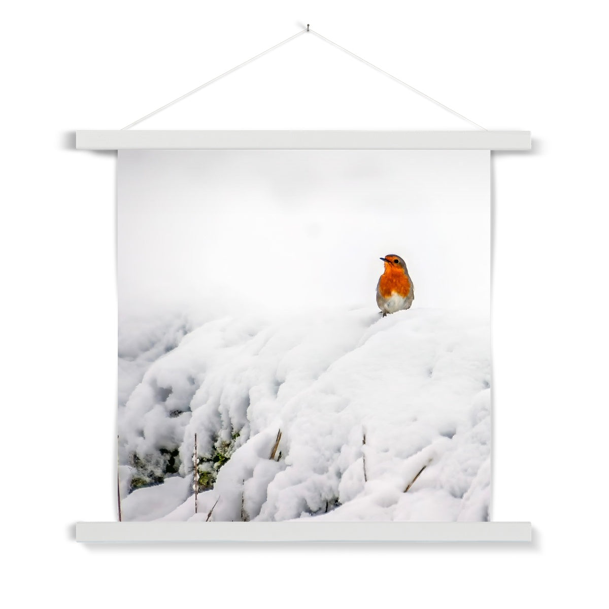 Robin in Winter Fine Art Print with Hanger