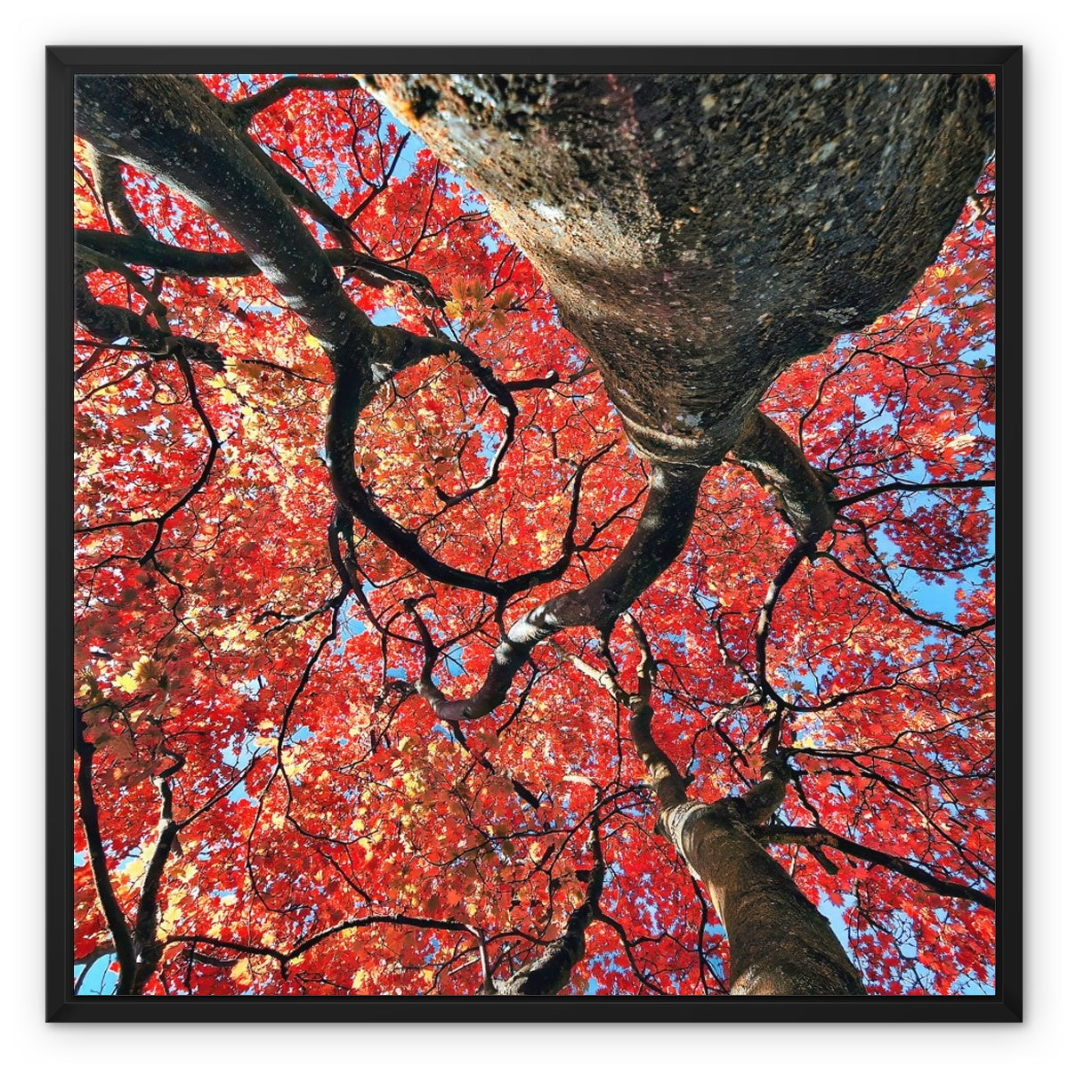 Autumn Blaze: Japanese Maple in Full Glory Framed Canvas