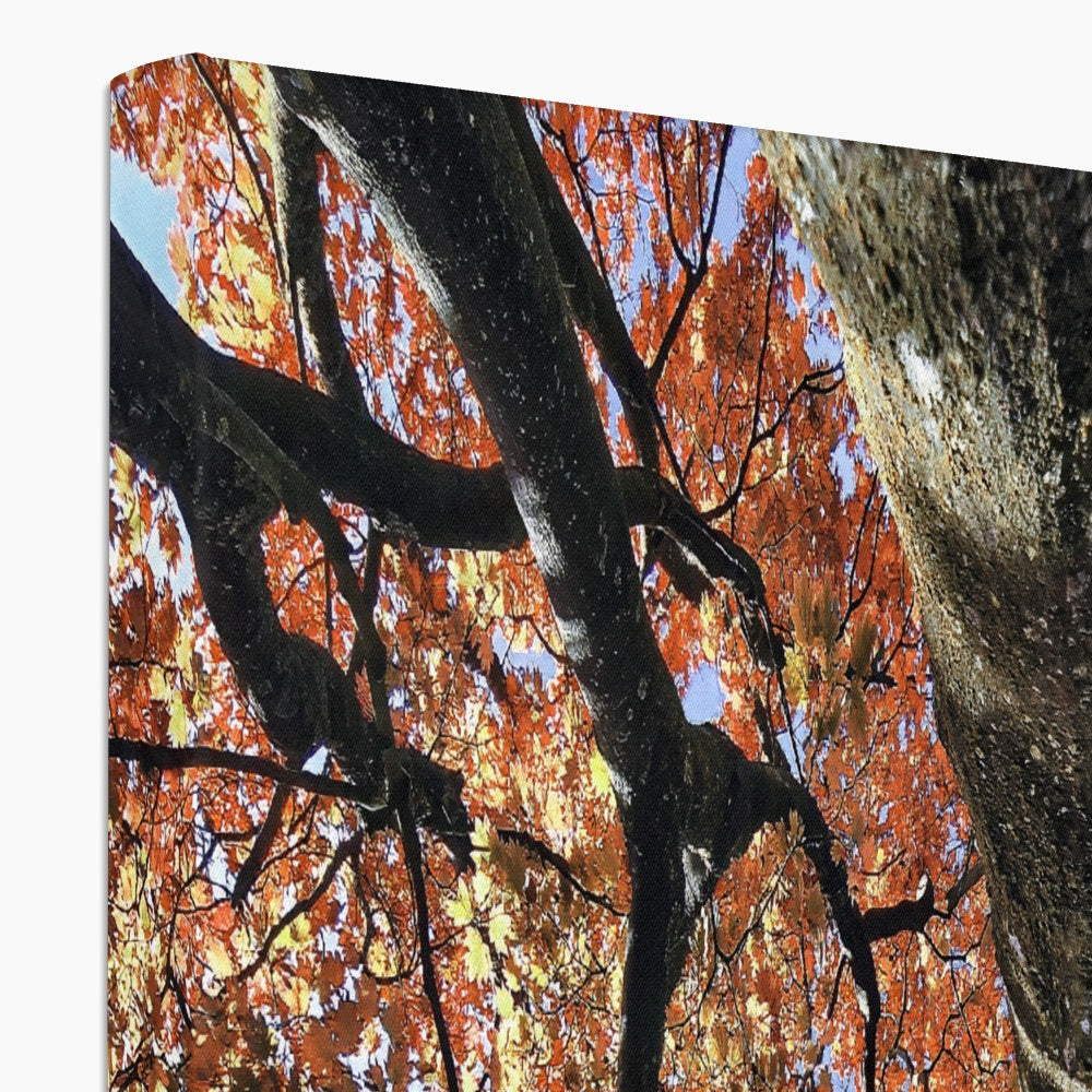 Autumn Blaze: Japanese Maple in Full Glory Eco Canvas