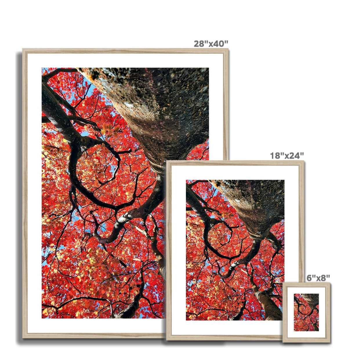 Autumn Blaze: Japanese Maple in Full Glory Framed & Mounted Print