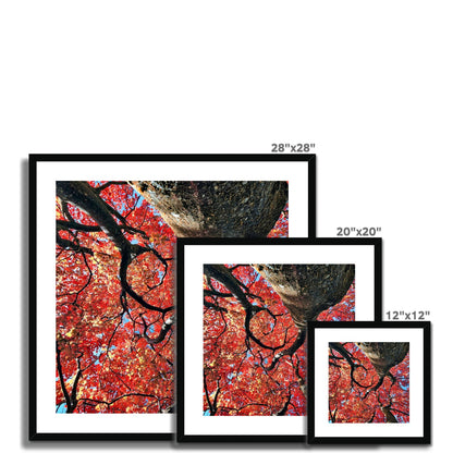 Autumn Blaze: Japanese Maple in Full Glory Framed & Mounted Print