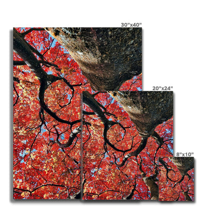 Autumn Blaze: Japanese Maple in Full Glory Canvas