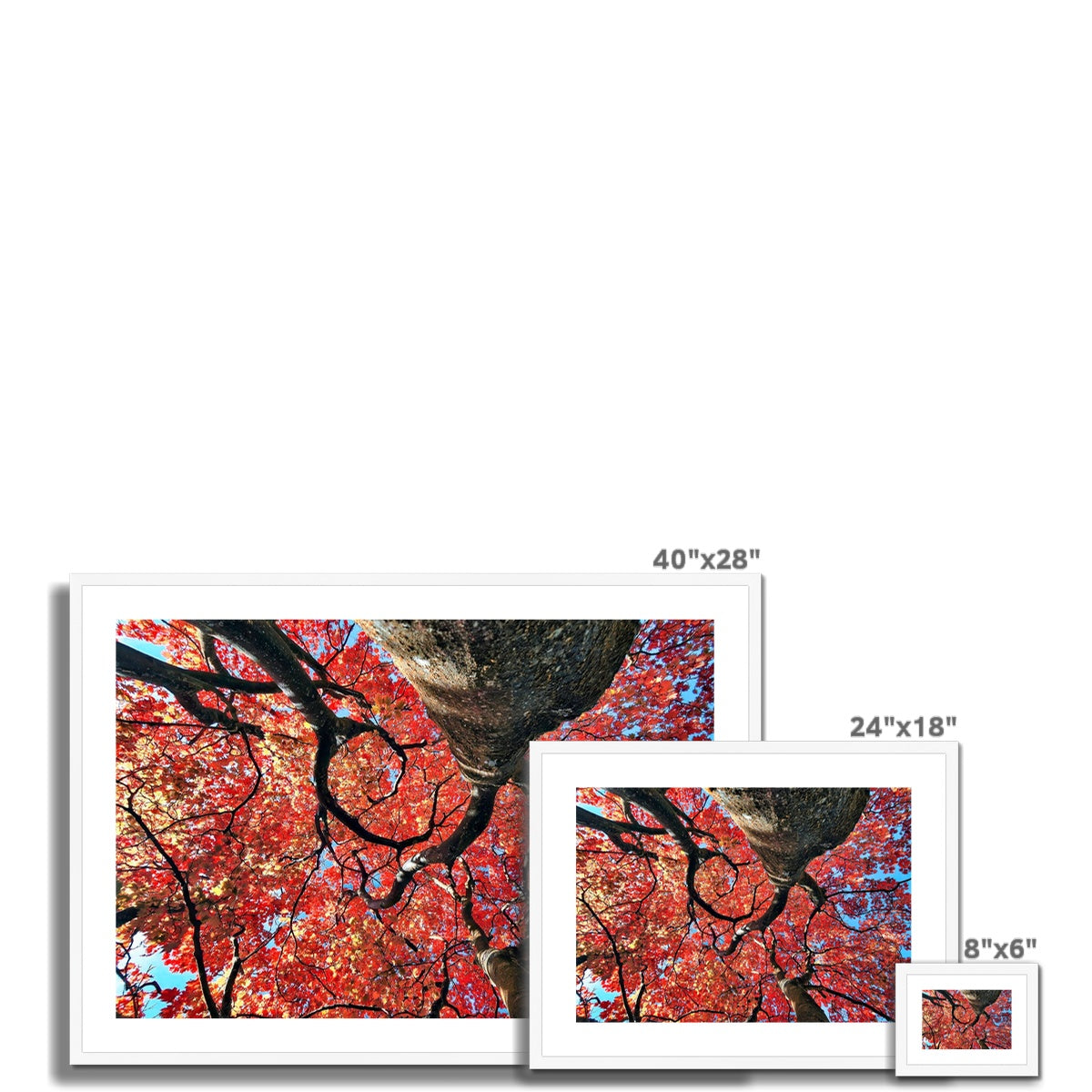 Autumn Blaze: Japanese Maple in Full Glory Framed & Mounted Print