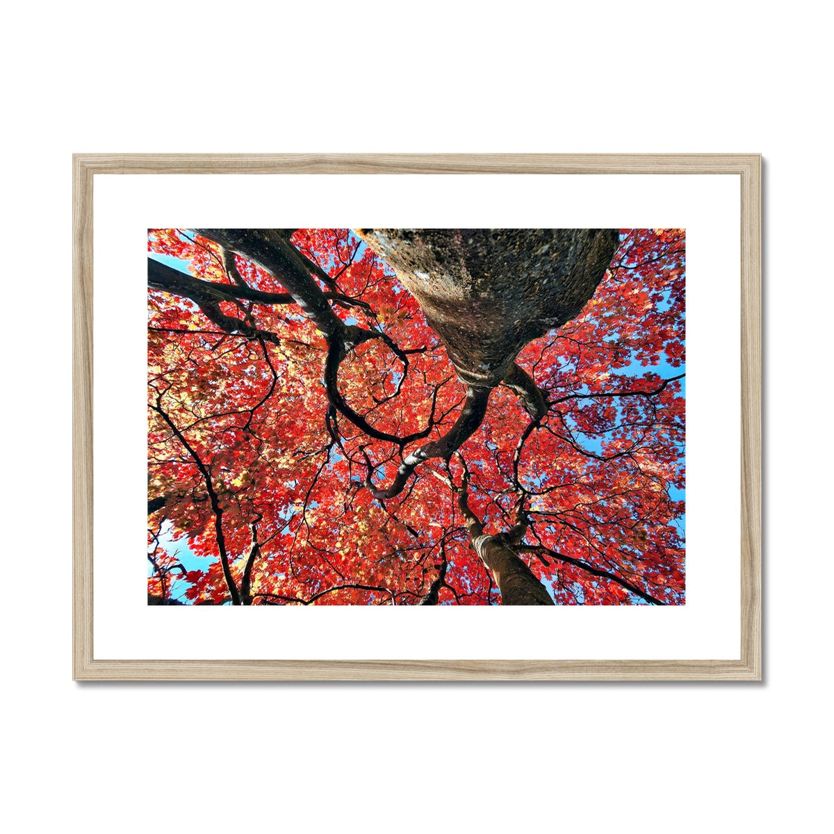 Autumn Blaze: Japanese Maple in Full Glory Framed & Mounted Print