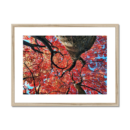 Autumn Blaze: Japanese Maple in Full Glory Framed & Mounted Print