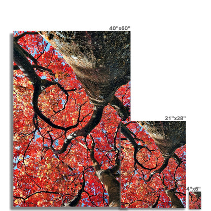 Autumn Blaze: Japanese Maple in Full Glory Wall Art Poster