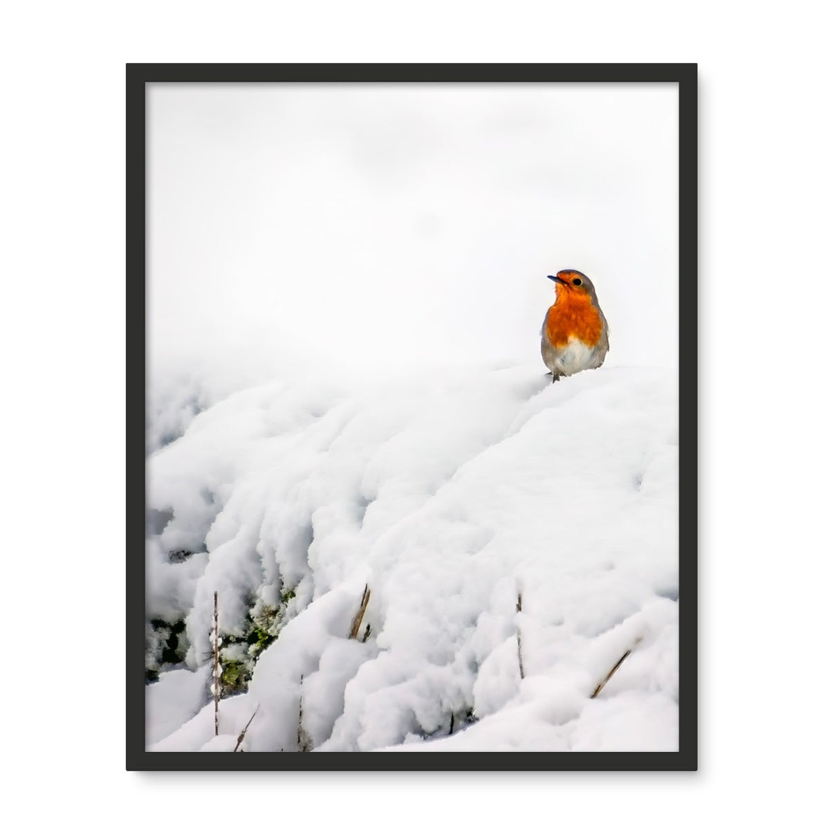 Robin in Winter Framed Photo Tile