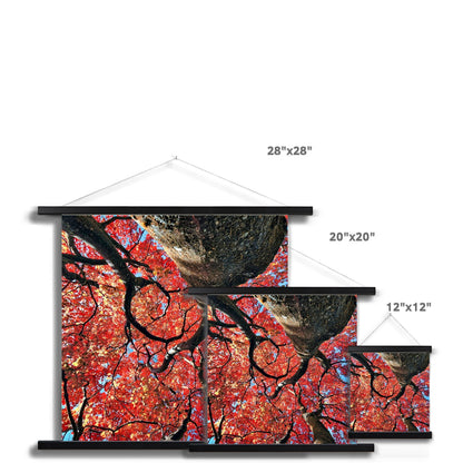 Autumn Blaze: Japanese Maple in Full Glory Fine Art Print with Hanger