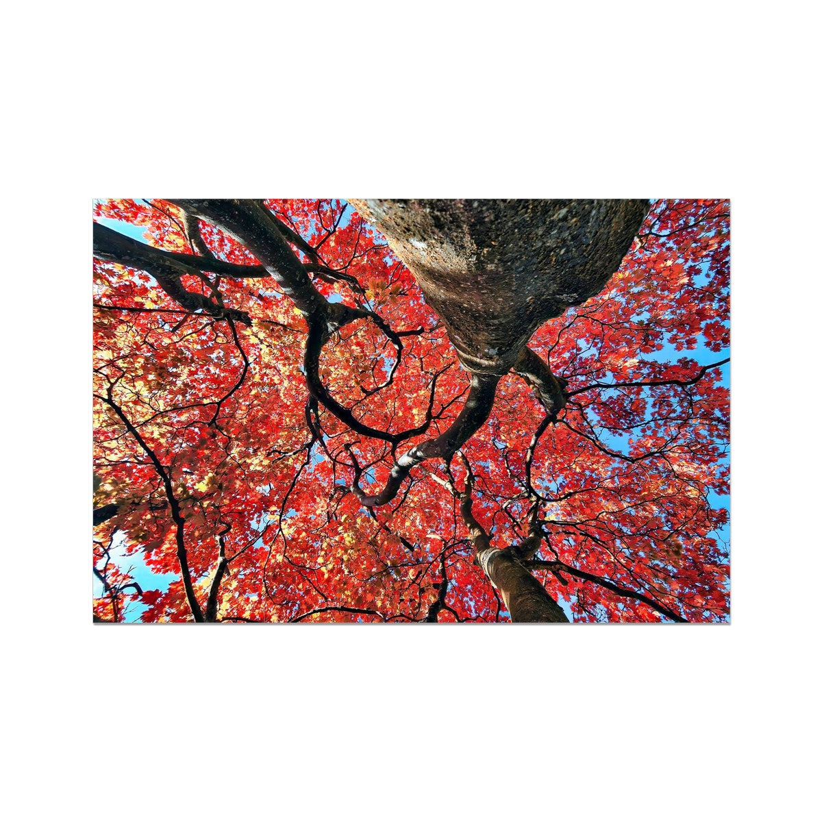 Autumn Blaze: Japanese Maple in Full Glory Hahnemühle Photo Rag Print