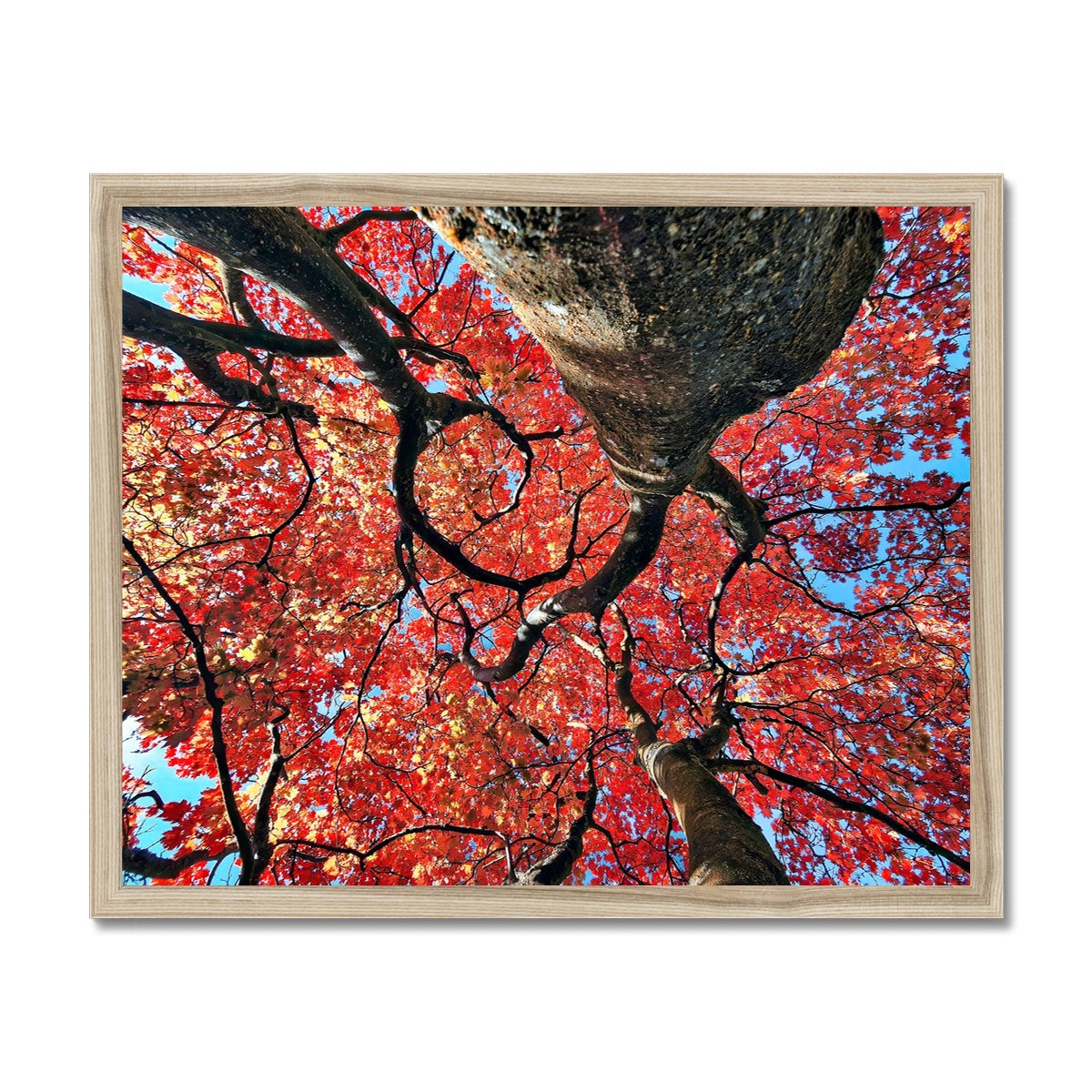 Autumn Blaze: Japanese Maple in Full Glory Budget Framed Poster