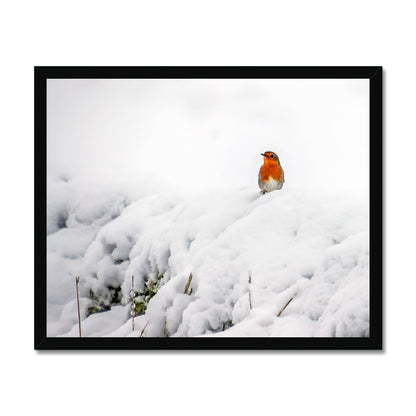 Robin in Winter Budget Framed Poster