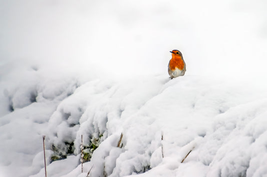 Robin in Winter