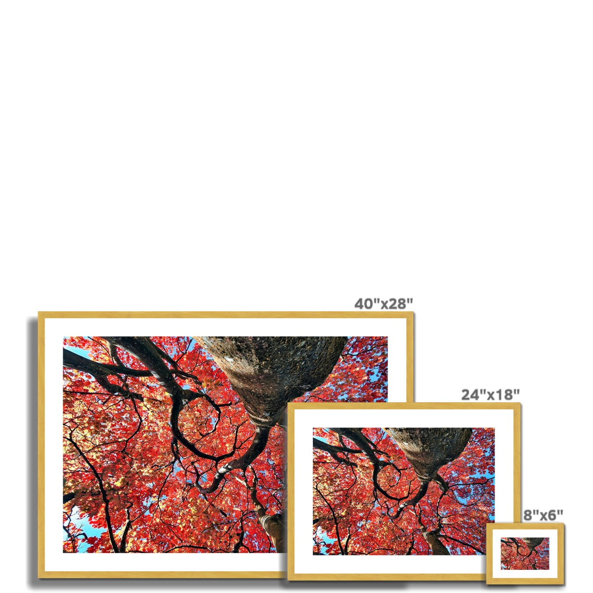 Autumn Blaze: Japanese Maple in Full Glory Antique Framed & Mounted Print