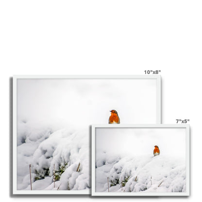 Robin in Winter Framed Photo Tile