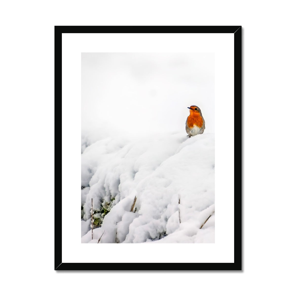 Robin in Winter Framed & Mounted Print