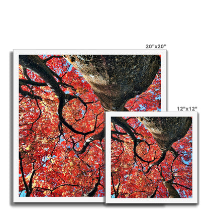 Autumn Blaze: Japanese Maple in Full Glory Budget Framed Poster