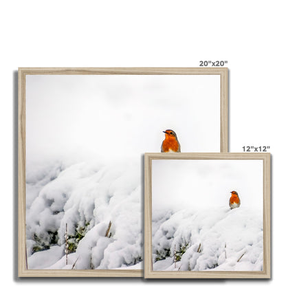 Robin in Winter Budget Framed Poster