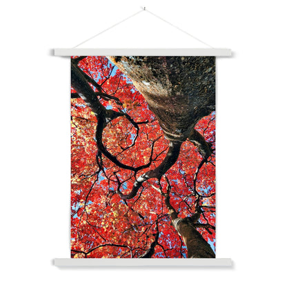 Autumn Blaze: Japanese Maple in Full Glory Fine Art Print with Hanger