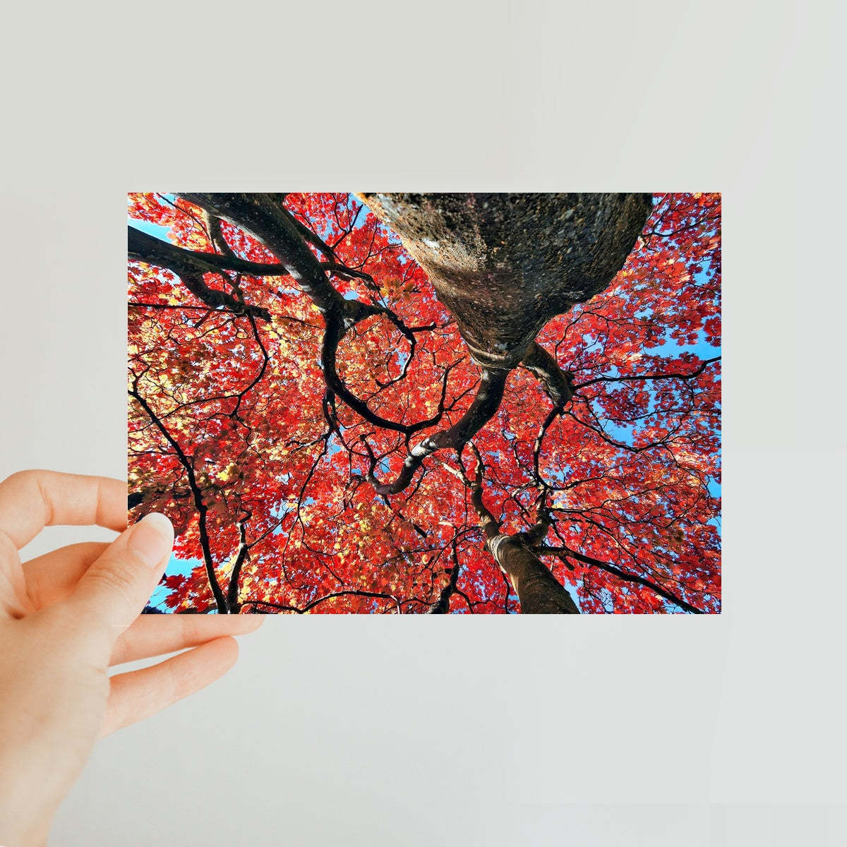 Autumn Blaze: Japanese Maple in Full Glory Classic Postcard
