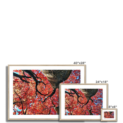 Autumn Blaze: Japanese Maple in Full Glory Framed & Mounted Print