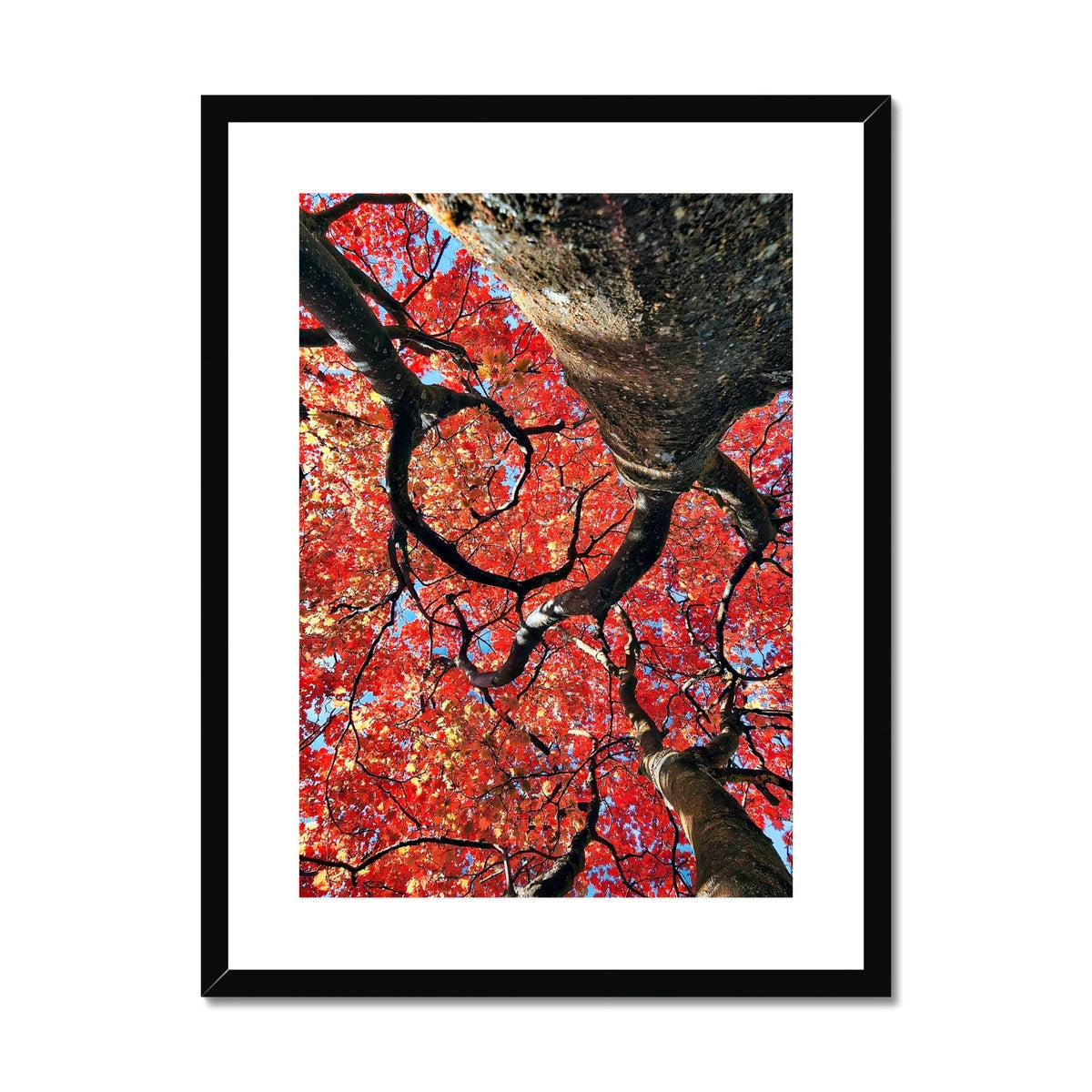 Autumn Blaze: Japanese Maple in Full Glory Framed & Mounted Print