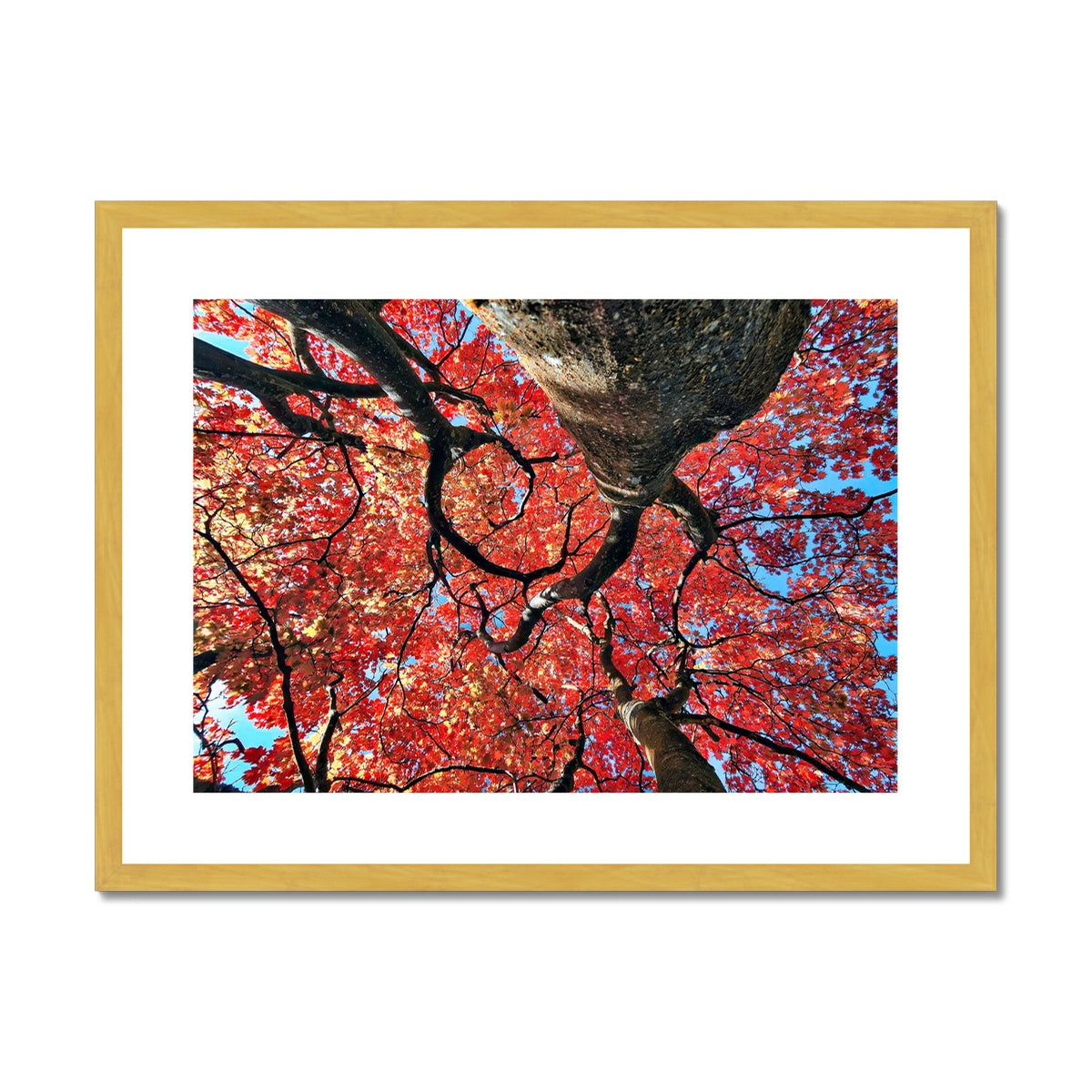 Autumn Blaze: Japanese Maple in Full Glory Antique Framed & Mounted Print