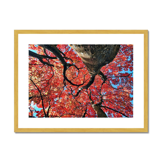 Autumn Blaze: Japanese Maple in Full Glory Antique Framed & Mounted Print