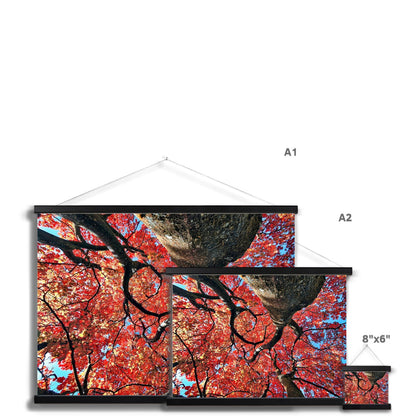 Autumn Blaze: Japanese Maple in Full Glory Fine Art Print with Hanger