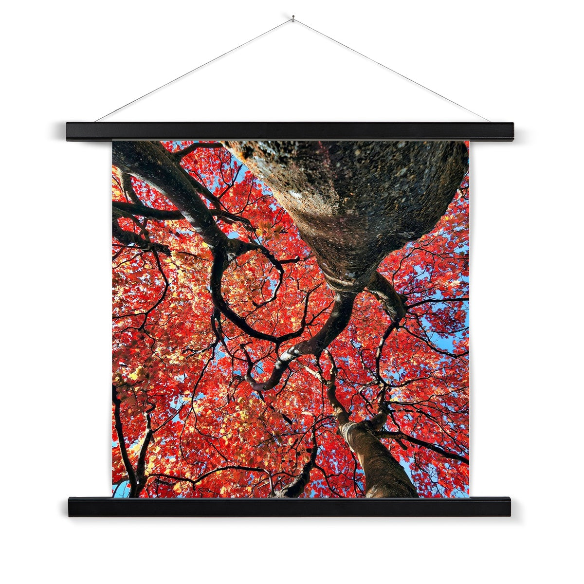 Autumn Blaze: Japanese Maple in Full Glory Fine Art Print with Hanger