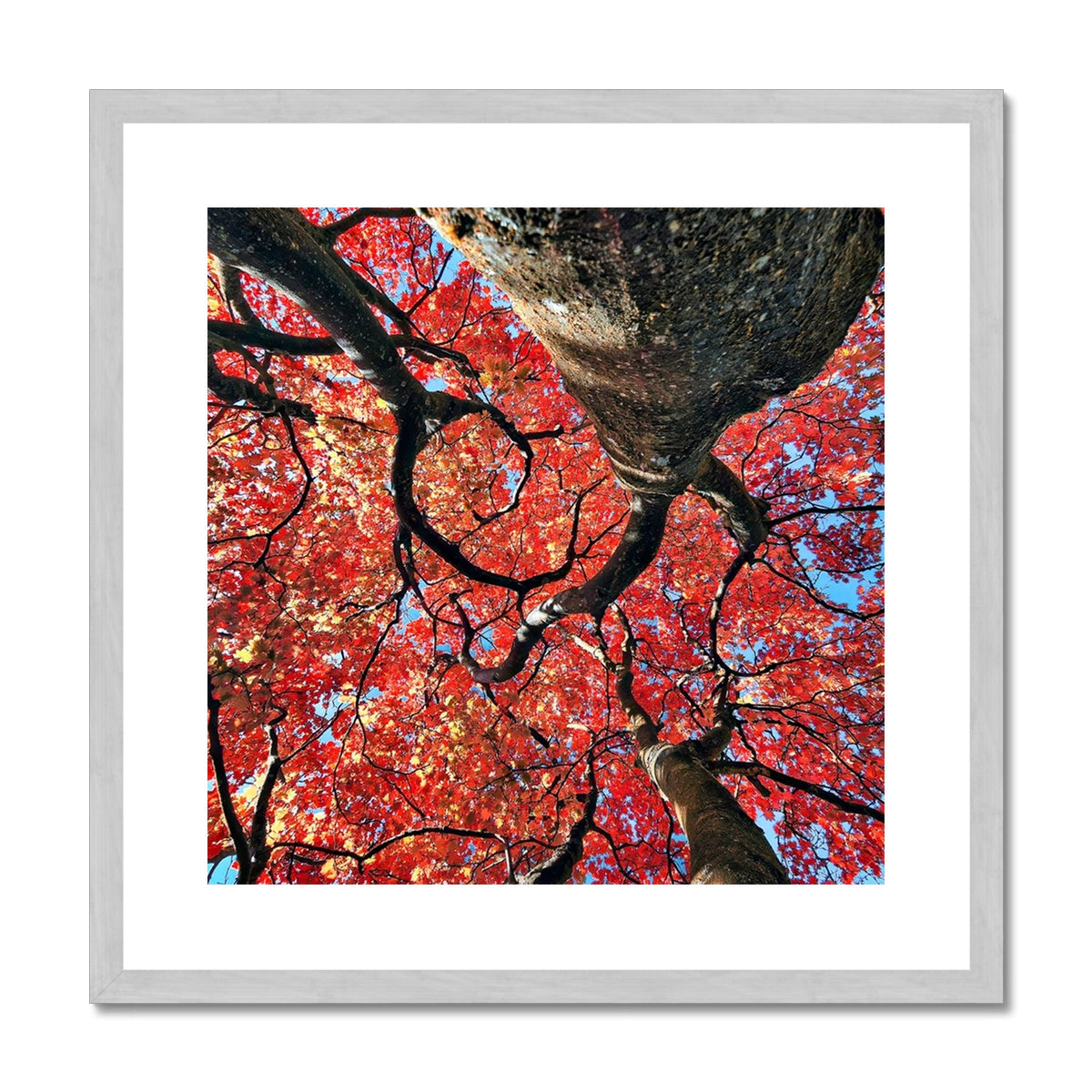 Autumn Blaze: Japanese Maple in Full Glory Antique Framed & Mounted Print