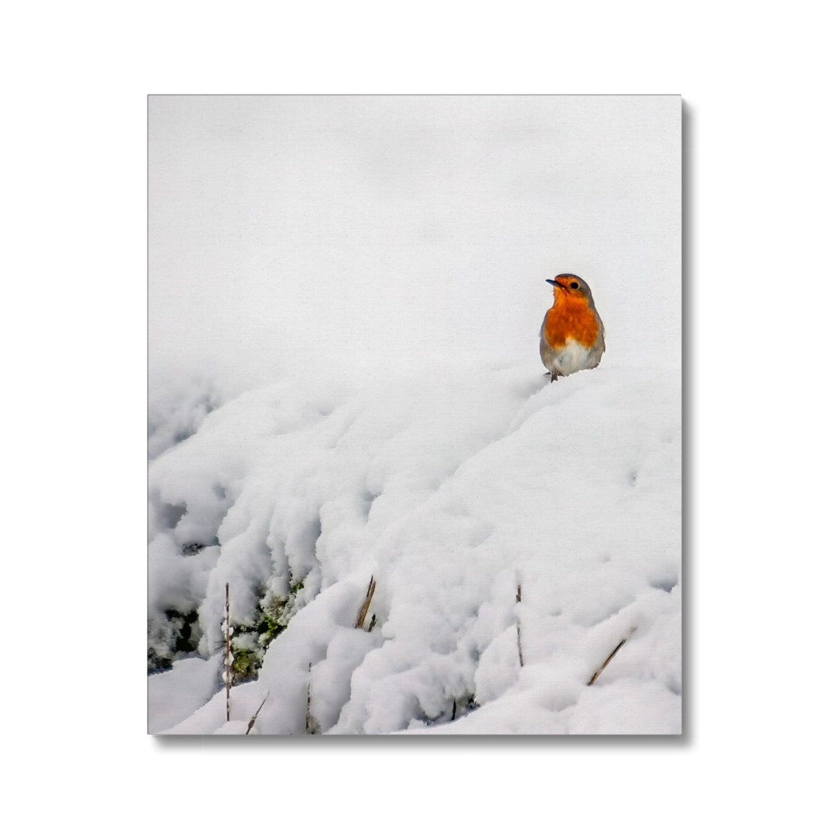 Robin in Winter Canvas