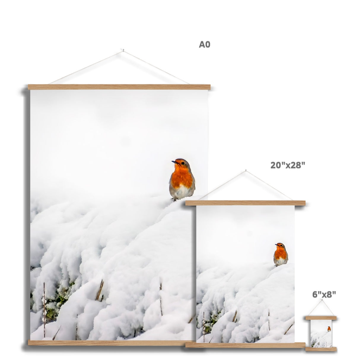 Robin in Winter Fine Art Print with Hanger