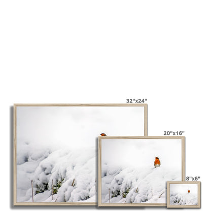 Robin in Winter Budget Framed Poster